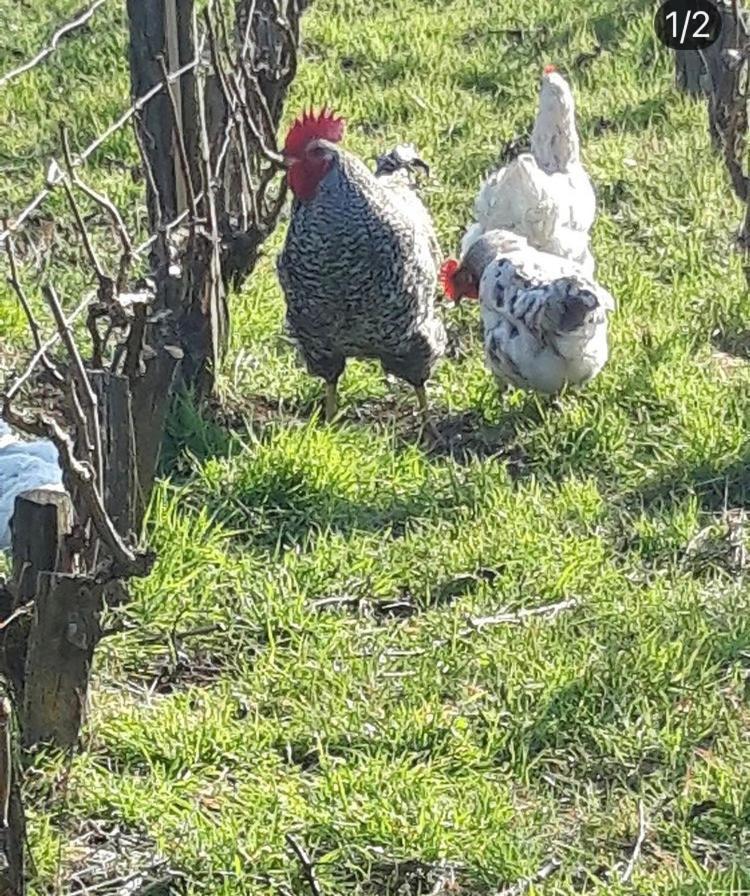 Floressens En Champagne Terrasse Privative Sur Le Vignoble Villa Fleury-la-Riviere Exterior photo